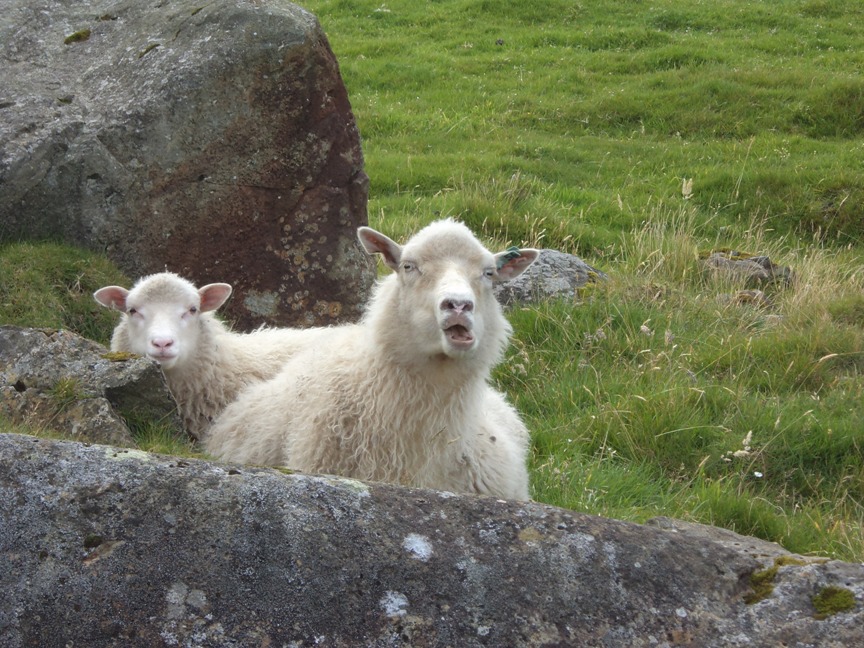 sheep